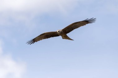 bir gösteri sırasında uçuş siyah uçurtma