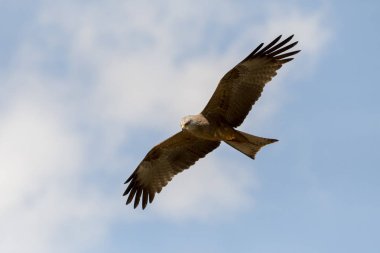 bir gösteri sırasında uçuş siyah uçurtma