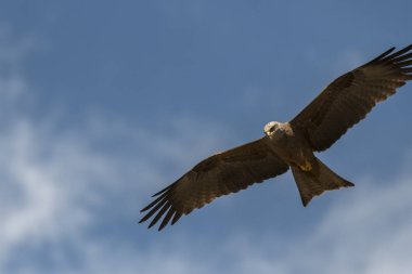 bir gösteri sırasında uçuş siyah uçurtma