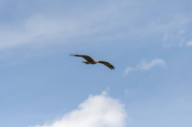 bir gösteri sırasında uçuş siyah uçurtma