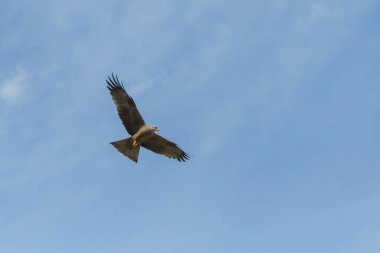 bir gösteri sırasında uçuş siyah uçurtma