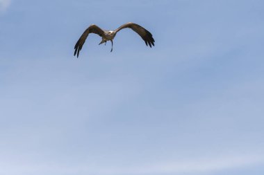bir gösteri sırasında uçuş siyah uçurtma