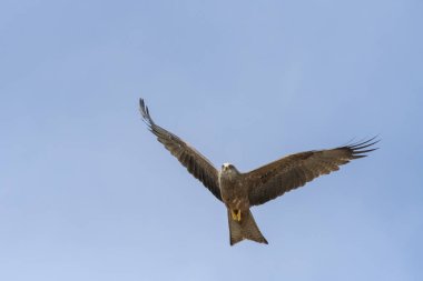 bir gösteri sırasında uçuş siyah uçurtma