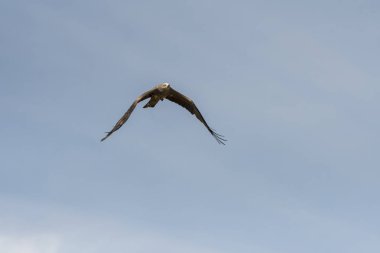 bir gösteri sırasında uçuş siyah uçurtma