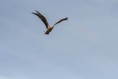 bir gösteri sırasında uçuş siyah uçurtma