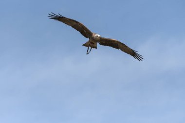 bir gösteri sırasında uçuş siyah uçurtma