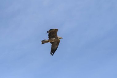 bir gösteri sırasında uçuş siyah uçurtma