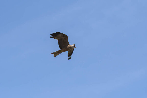 black kite in flight during a show