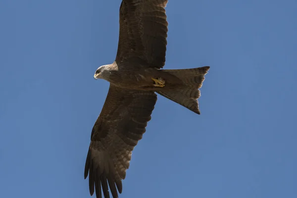 Schwarzdrachen Flug Während Einer Show — Stockfoto