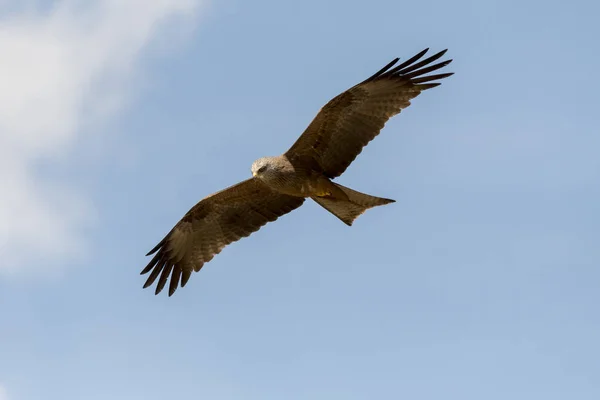 Schwarzdrachen Flug Während Einer Show — Stockfoto