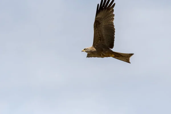 Schwarzdrachen Flug Während Einer Show — Stockfoto