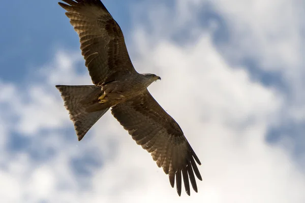 Black Kite Flight Show — Stock Photo, Image