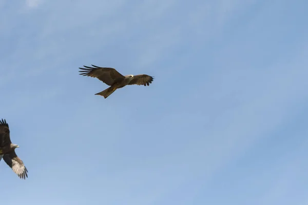 Schwarzdrachen Flug Während Einer Show — Stockfoto