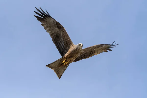 Schwarzdrachen Flug Während Einer Show — Stockfoto