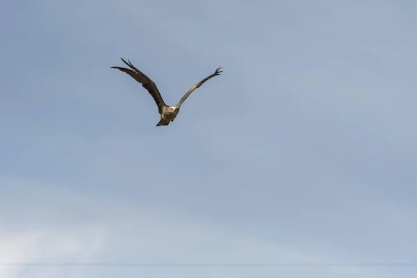 Black Kite Tijdens Vlucht Tijdens Een Show — Stockfoto