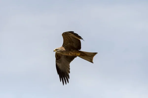 Black Kite Flight Show — Stock Photo, Image