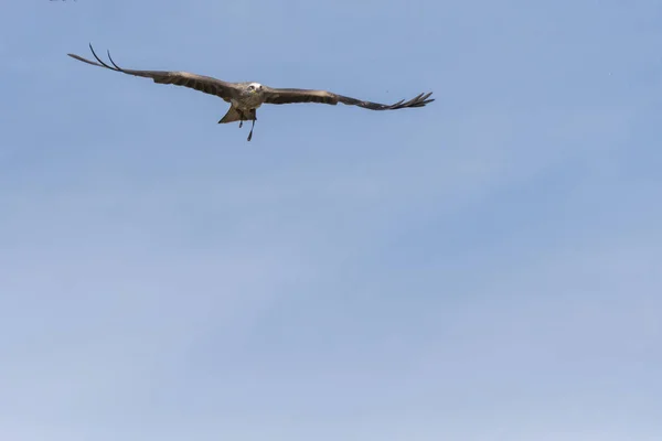 Cerf Volant Noir Vol Pendant Spectacle — Photo