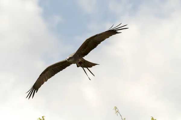 Schwarzdrachen Flug Während Einer Show — Stockfoto