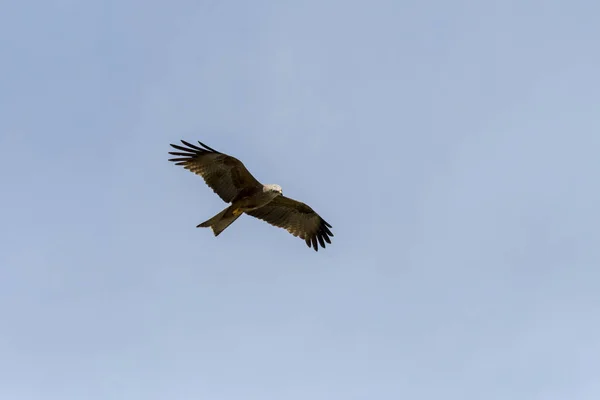 Cerf Volant Noir Vol Pendant Spectacle — Photo