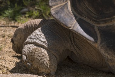 İtalya'da bir kaplumbağa kaplumbağa yakın çekim