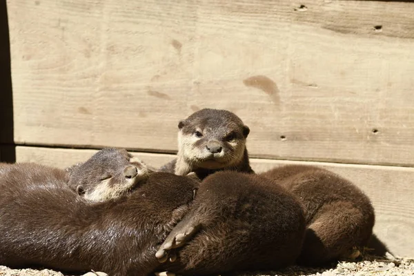 Lontras Dormindo Zoológico Itália — Fotografia de Stock