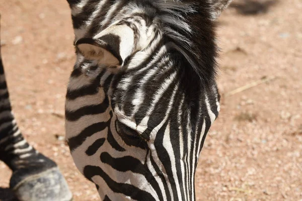 Подробности Зебре Зоопарке Италии — стоковое фото