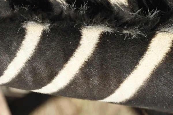 Detalhes Uma Zebra Zoológico Itália — Fotografia de Stock