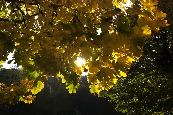 Sonne Hinter Den Gelben Blättern Herbst — Stockfoto