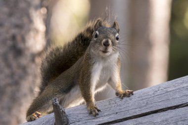 Amerika Birleşik Devletleri Yellowstone National Park bir çam koni yeme sincap