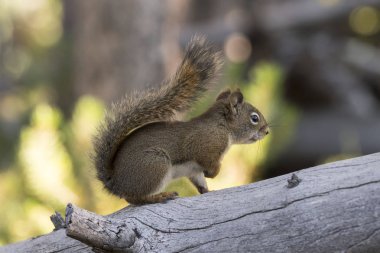 Amerika Birleşik Devletleri Yellowstone National Park bir çam koni yeme sincap