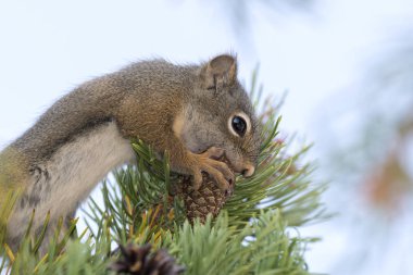 Amerika Birleşik Devletleri Yellowstone National Park bir çam koni yeme sincap
