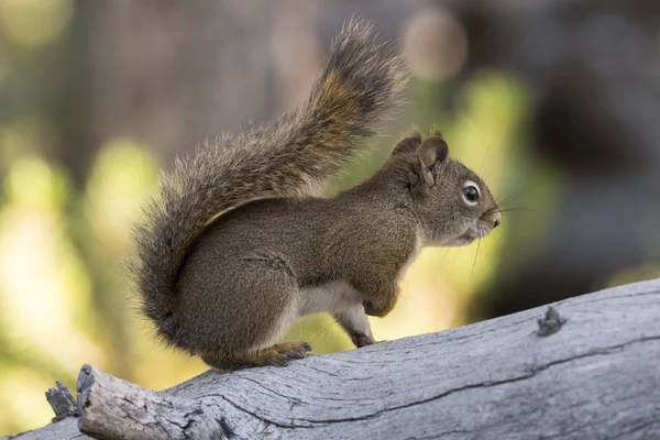 squirrel eating a pine cone in Yellowstone National Park in united states of america