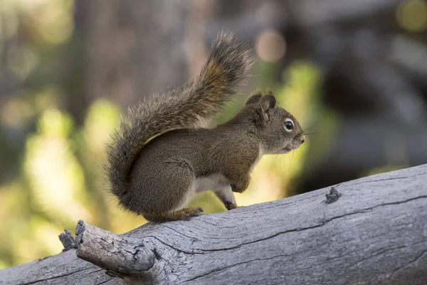 squirrel eating a pine cone in Yellowstone National Park in united states of america