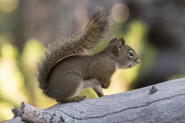 Eichhörnchen Frisst Einen Kiefernzapfen Yellowstone Nationalpark Den Vereinigten Staaten Von — Stockfoto