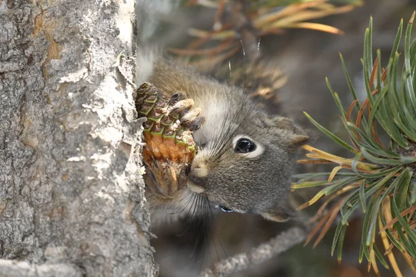 Ardilla Comiendo Cono Pino Parque Nacional Yellowstone Estados Unidos América — Foto de Stock