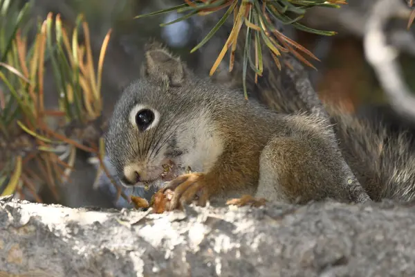 Σκίουρος Που Τρώει Ένα Κουκουνάρι Στο Εθνικό Πάρκο Του Γιέλοουστοουν — Φωτογραφία Αρχείου