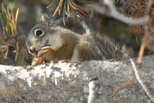 Esquilo Comendo Cone Pinho Parque Nacional Yellowstone Nos Estados Unidos — Fotografia de Stock