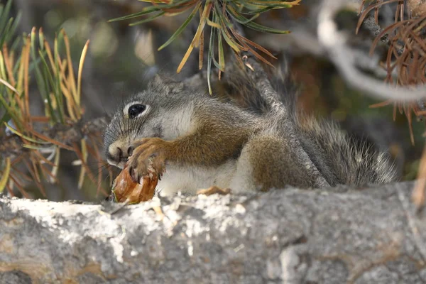 squirrel eating a pine cone in Yellowstone National Park in united states of america