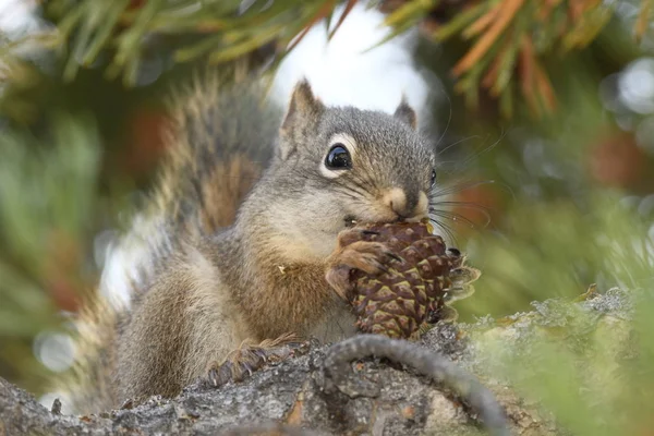 Écureuil Mangeant Cône Pin Dans Parc National Yellowstone Aux États — Photo