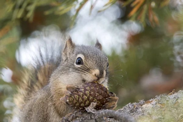 Écureuil Mangeant Cône Pin Dans Parc National Yellowstone Aux États — Photo