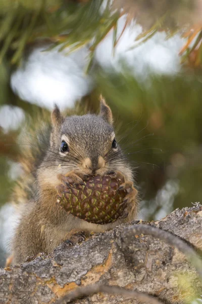 Ardilla Comiendo Cono Pino Parque Nacional Yellowstone Estados Unidos América — Foto de Stock