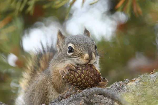 Veveriță Care Mănâncă Con Pin Parcul Național Yellowstone Din Statele — Fotografie, imagine de stoc