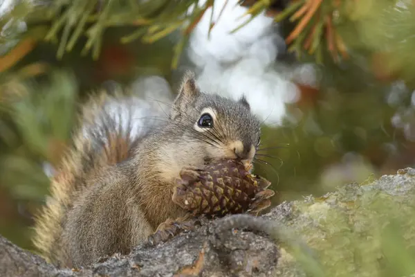 Ardilla Comiendo Cono Pino Parque Nacional Yellowstone Estados Unidos América — Foto de Stock