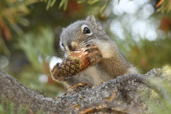 Esquilo Comendo Cone Pinho Parque Nacional Yellowstone Nos Estados Unidos — Fotografia de Stock