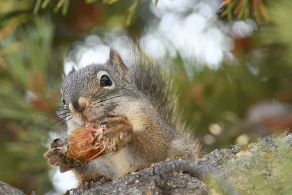 Esquilo Comendo Cone Pinho Parque Nacional Yellowstone Nos Estados Unidos — Fotografia de Stock