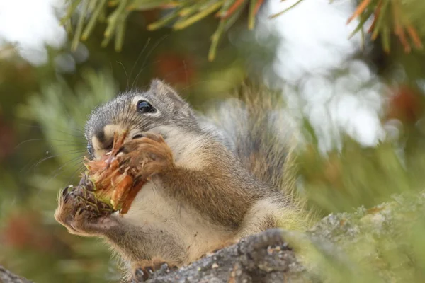 アメリカ合衆国のイエローストーン国立公園で松かさを食べるリス — ストック写真