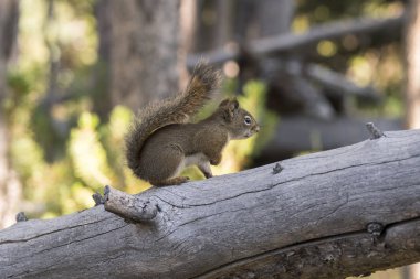 Amerika Birleşik Devletleri Yellowstone National Park bir çam koni yeme sincap