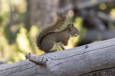 Amerika Birleşik Devletleri Yellowstone National Park bir çam koni yeme sincap