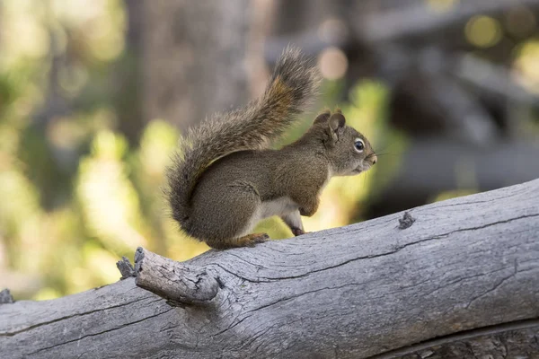 Esquilo Comendo Cone Pinho Parque Nacional Yellowstone Nos Estados Unidos — Fotografia de Stock