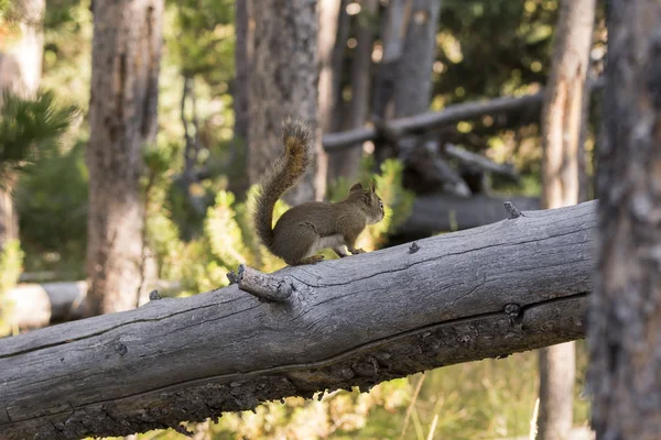 squirrel eating a pine cone in Yellowstone National Park in united states of america